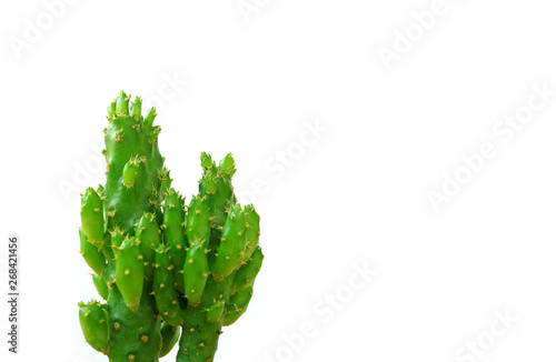 Closeup of mini cactus plants isolated on white background, vertical photo with free space for text and design