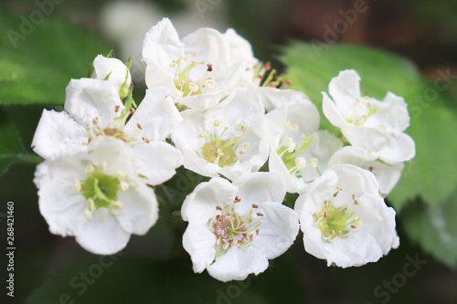 Common hawthorn branch, Crataegus monogyna, oneseed hawthorn, single-seeded hawthorn with tiny white flowers in the spring with a foliage background