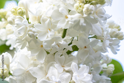 Tender delicate white lilac, Syringa vulgaris double flowers close up
