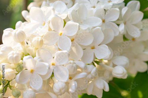 Tender delicate white lilac flowers and buds in spring sunny day close up