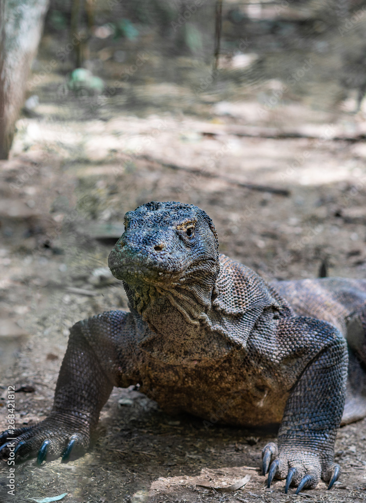 Komodo Island, Indonesia - February 24, 2019: Komodo National Park. Frontal closeup of Komodo Dragon on alert in the wild, lying on dirt in shade and rising head.