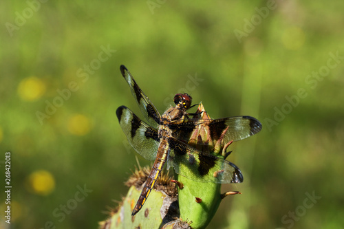 Dragonfly, Twelve-spotted skimmer, Libellula pulchella on Prickly Pear Cactus in Texas © The Nature Guy