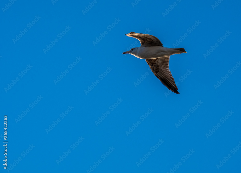 Gaivota a voar no céu azul Gaivota a voar no céu azul