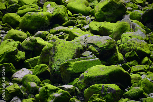 Moss and algae on stones in river Urumea Itsasadarra, San Sebastian, Spain, Europe