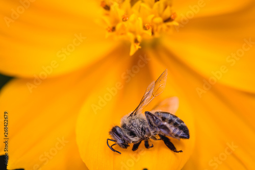 macro photography of a dead bee on a flower. Collapse of bee hives and excessive use of pesticides. Concept of environmental risk. photo