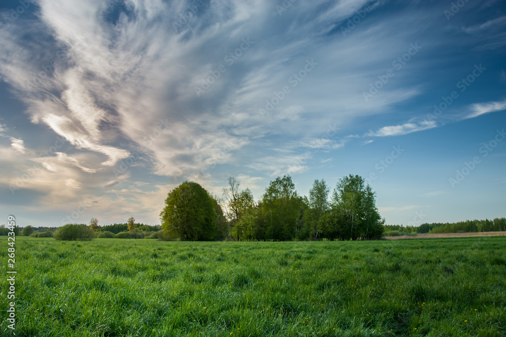 Green meadow with trees on the horizon and evening clouds on a blue sky