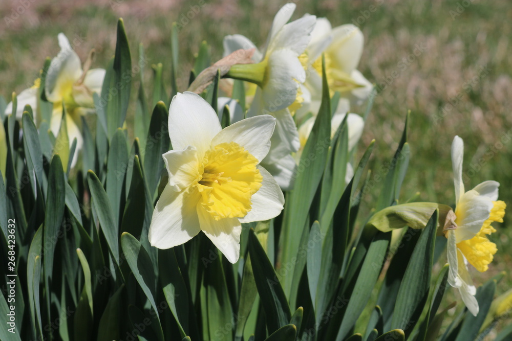 Yellow daffodil flowers in full bloom in backyard spring garden Yellow daffodil flowers in full bloom in backyard spring garden