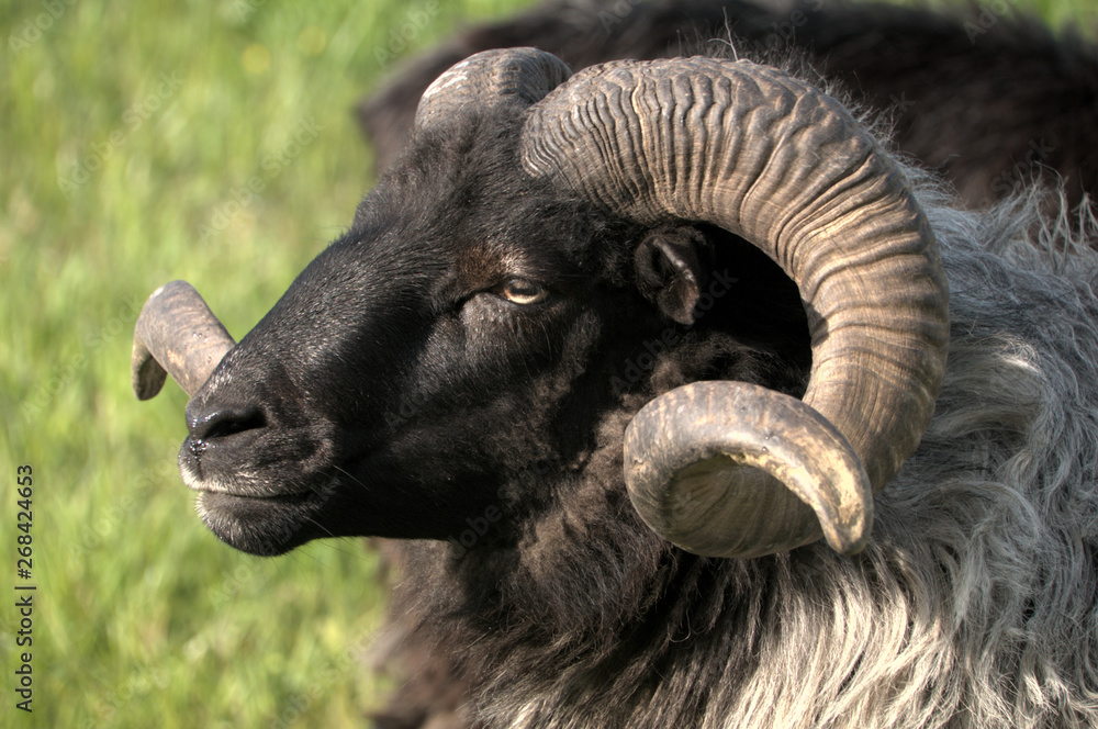 German Grey Heath (Graue Gehörnte Heidschnucke), sheep breed shot in Arbon, Switzerland German Grey Heath (Graue Gehörnte Heidschnucke), sheep breed shot in Arbon, Switzerland