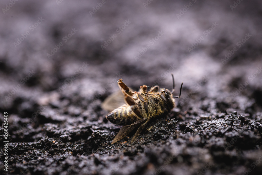 Macro image of a dead bee on a leaf of a declining beehive, plagued by the collapse of collapse and other diseases, use of pesticides in the environment and flowers. Macro image of a dead bee on a leaf of a declining beehive, plagued by the collapse of collapse and other diseases, use of pesticides in the environment and flowers.