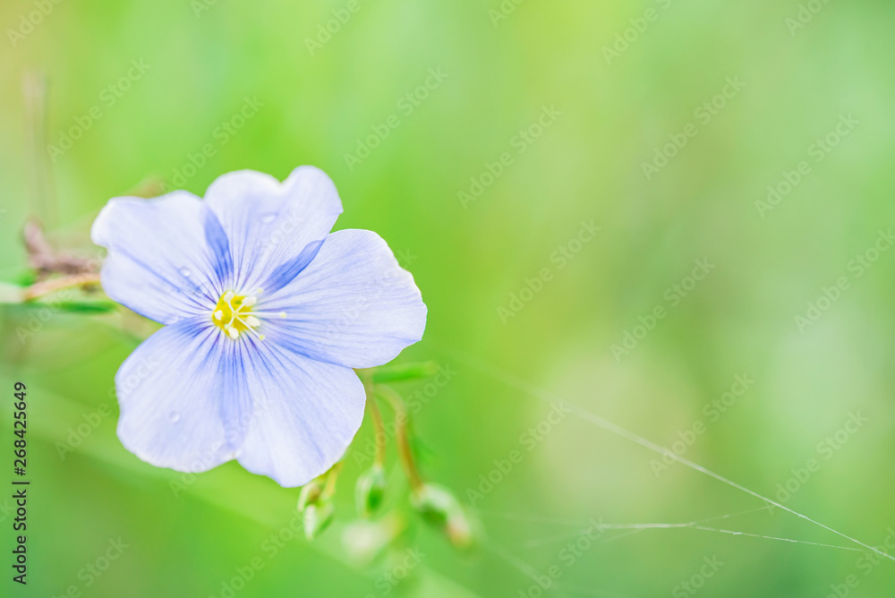 Close up beautiful blue flower of flax blooming in field Close up beautiful blue flower of flax blooming in field