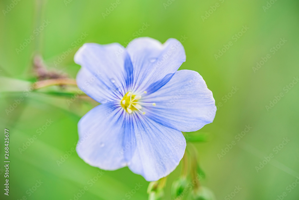 Close up beautiful blue flower of flax blooming in field Close up beautiful blue flower of flax blooming in field