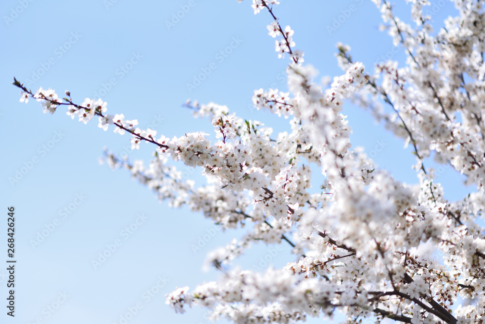Blossoming tree branches on blue sky background Blossoming tree branches on blue sky background