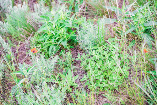 Small poppy flowers lost in green grass in steppe