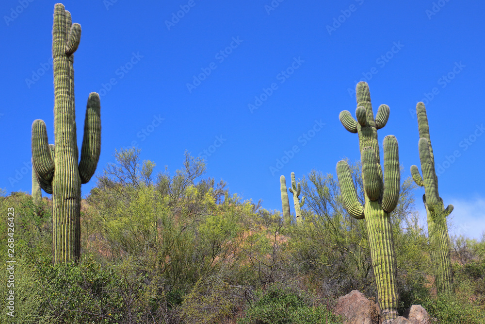 Saguaro cactus grown on a hillside in Arizona