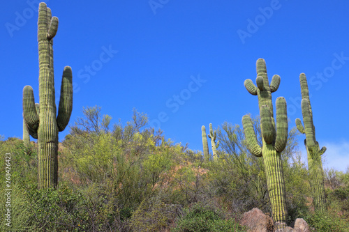 Saguaro cactus grown on a hillside in Arizona © Robin Keefe