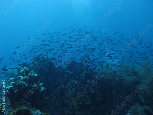 Arrecife de coral en Bunaken