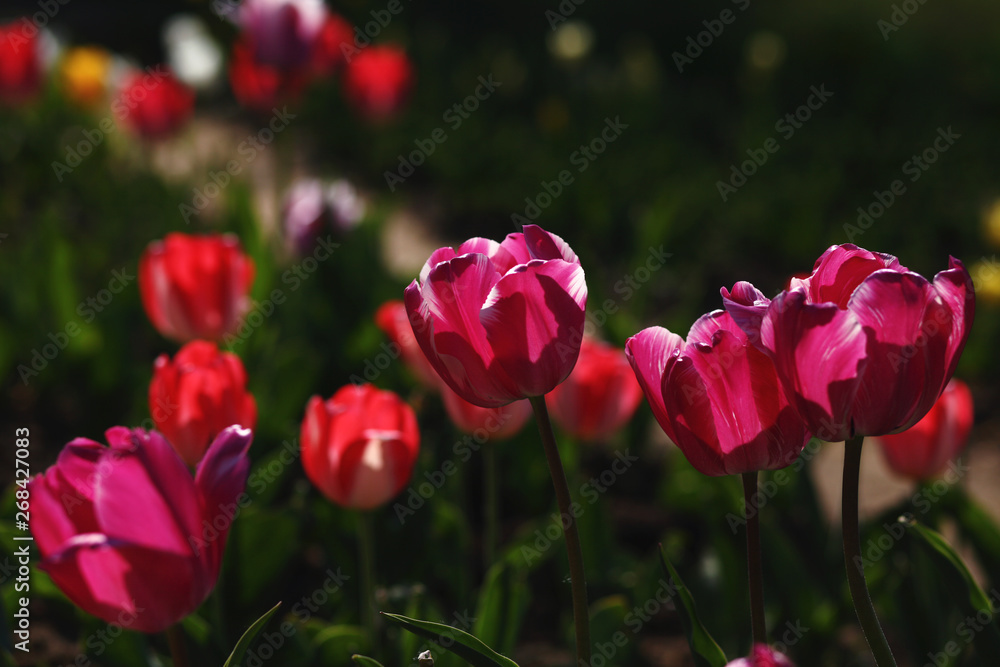 field of tulips,tulips in a garden,romantic spring background field of tulips,tulips in a garden,romantic spring background