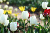 field of tulips,tulips in a garden,romantic spring background