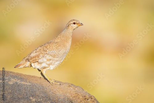 Partridge. See see Partridge. Ammoperdix griseogularis photo