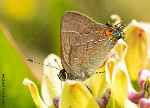 Tiny Northern Southern Hairstreak butterfly feeding on a milkweed flower in spring photo