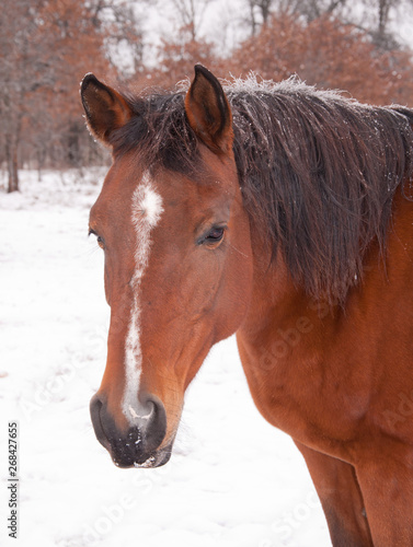 Cute red bay horse with frosty mane on a cold winter day