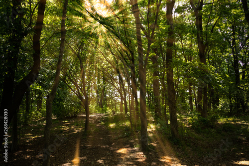 Fototapeta Naklejka Na Ścianę i Meble -  新緑の森の木々