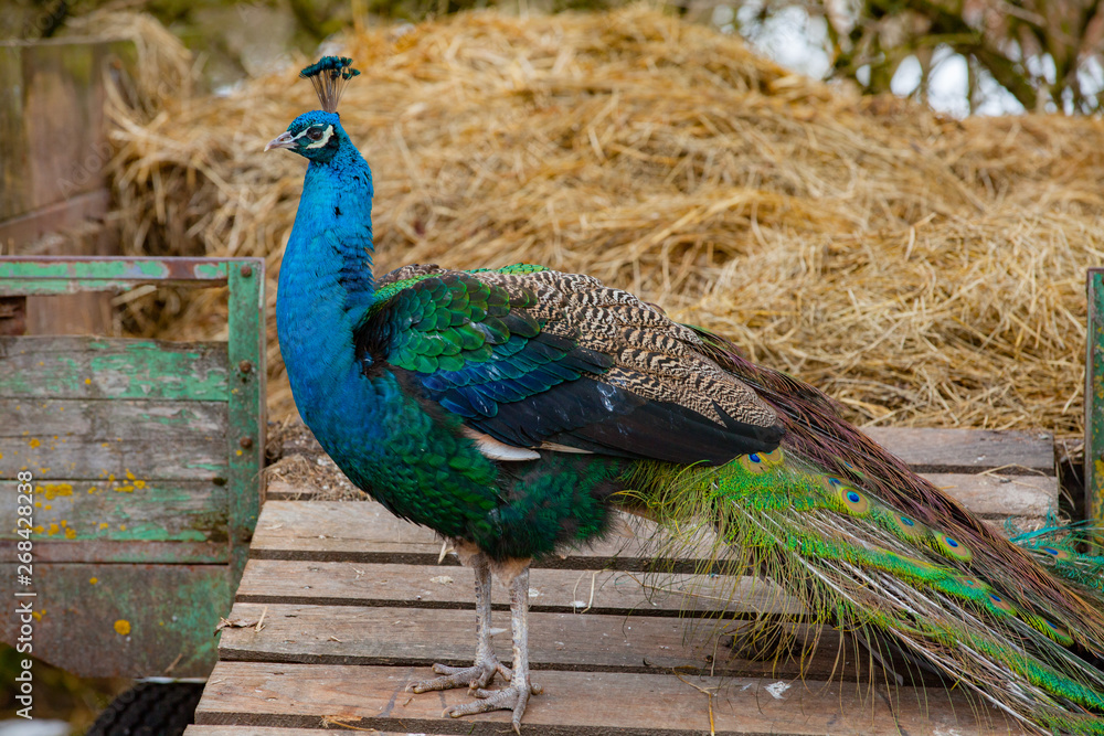 Obraz premium Portrait of the beautiful colorful peacock