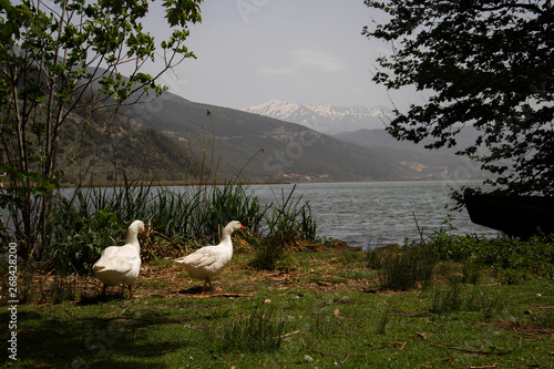 Gooses by a lake surrounded by mountains