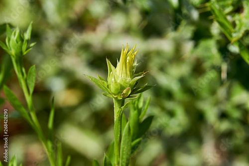 Macro Close up of Texas Sleepydaisy  Xanthisma texanum  prebloom flower bud.