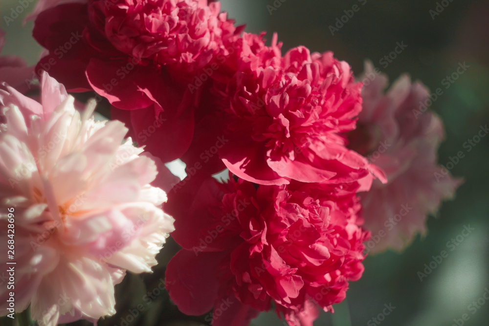 pink flower in garden pink flower in garden