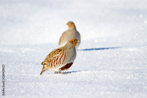 Partridge. Grey Partridge. Perdix perdix Snow background. photo