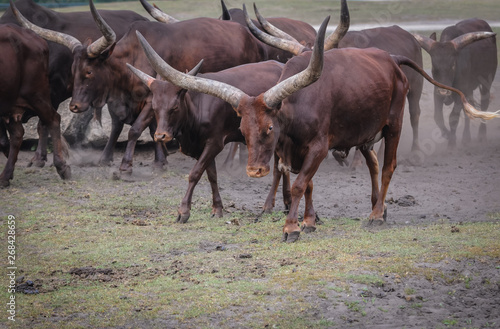 Group of Ankole-Watusi cattle photo