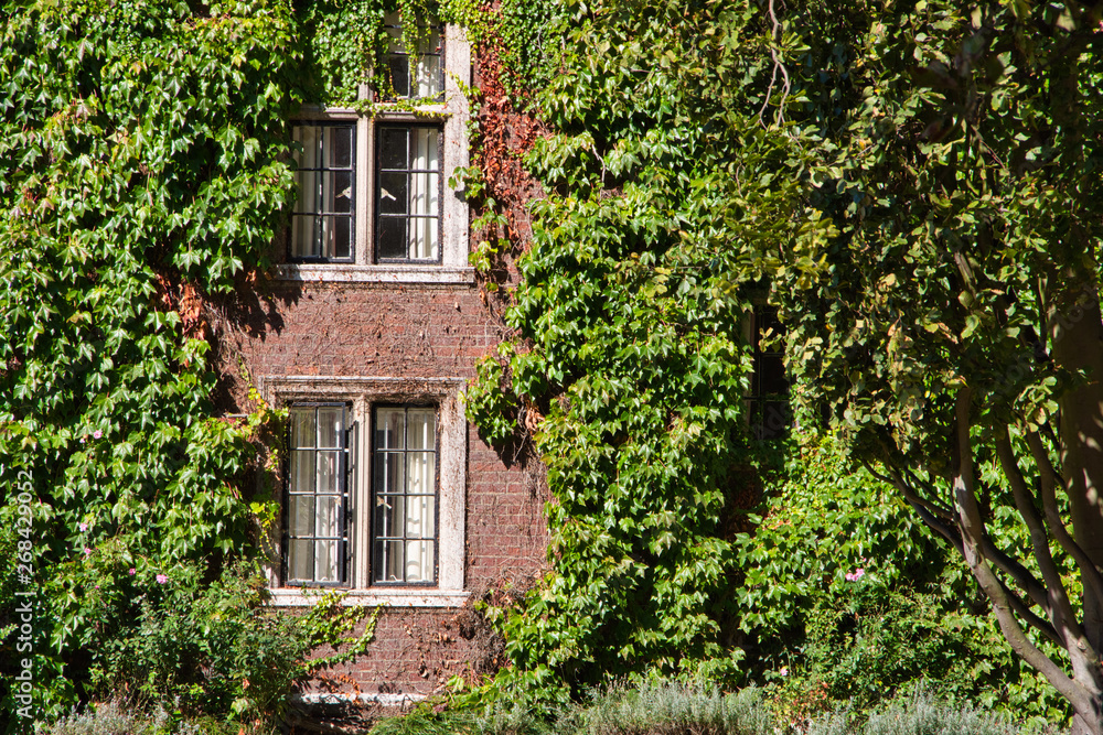 windows of a old college surrounded by green leaves