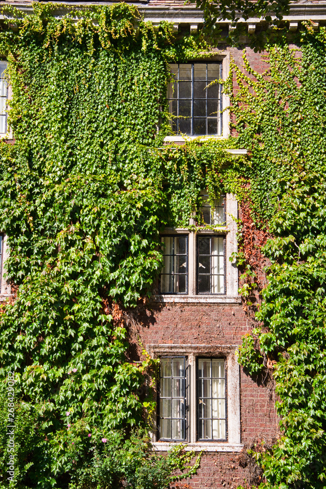 windows of a old college surrounded by green leaves