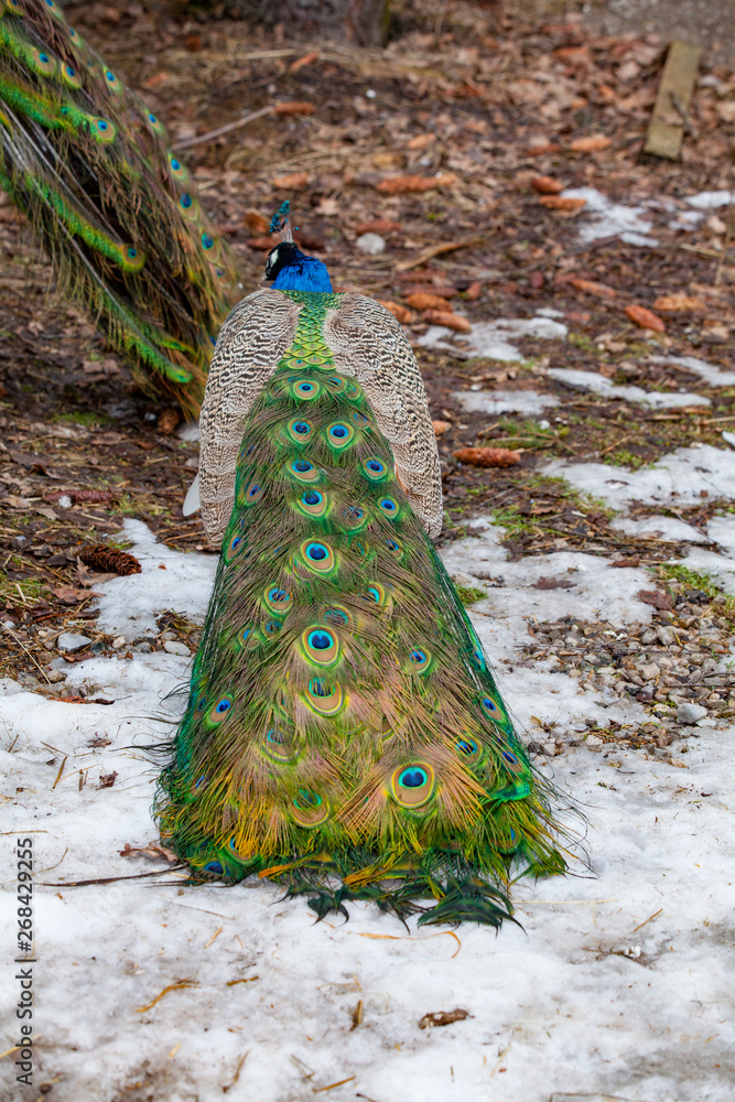 Obraz premium colorful peacock