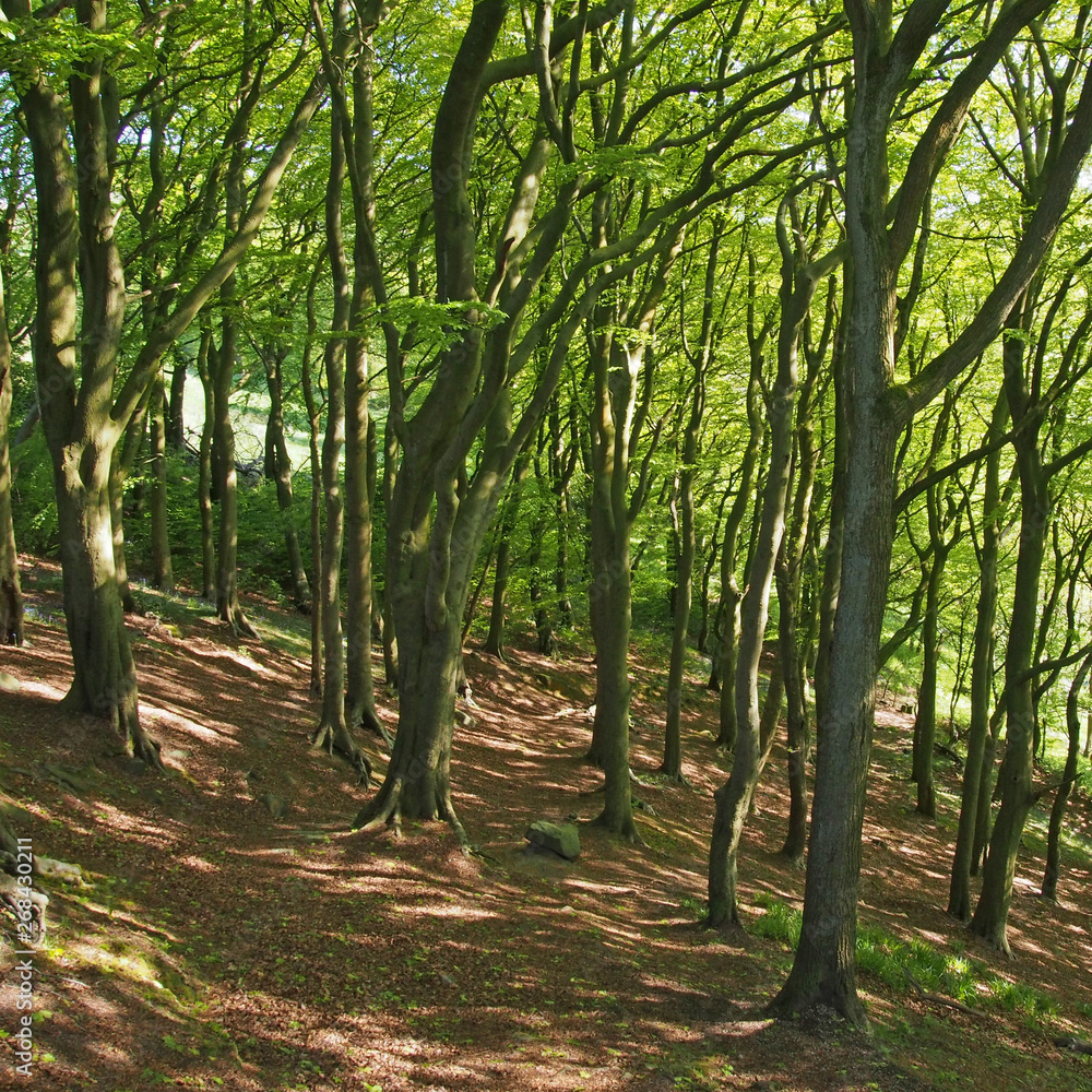 Obraz premium hillside forest in springtime with bright green sunlit foliage and dappled shadows on the ground