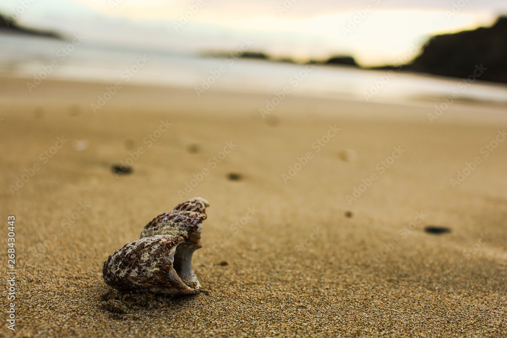 Sea shell on the beach during the sunrise, north island, New Zealand Sea shell on the beach during the sunrise, north island, New Zealand