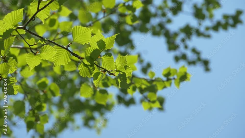 green leaves of a tree green leaves of a tree