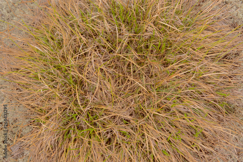 texture of living plants in the field texture of living plants in the field