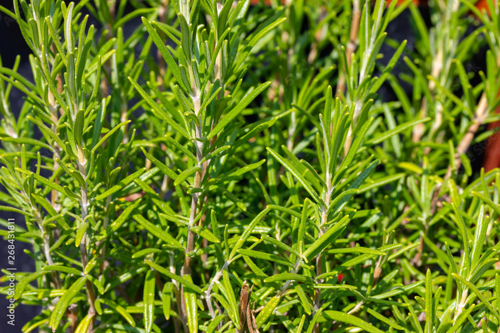 Nahaufnahme von Rosmarin im Garten Nahaufnahme von Rosmarin im Garten