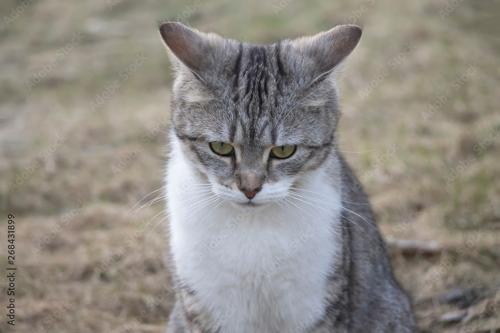 The beautiful, gray young cat sits and looks a thoughtful look.
