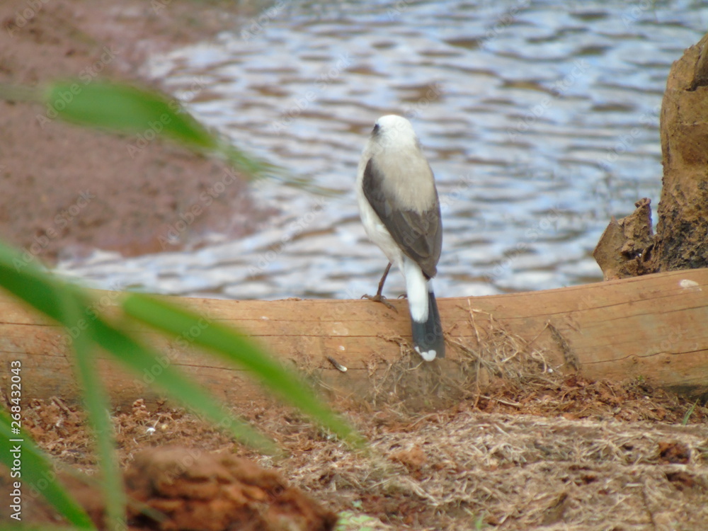 Fototapeta premium passaro branco