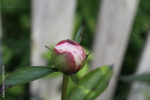 Pink Peony and Ants 2019