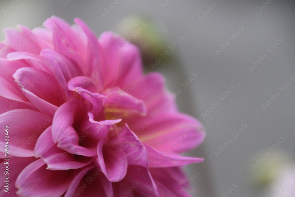 Fleur rose Fleur rose