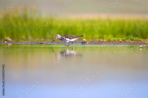 Water and birds. Nature habitat background. photo