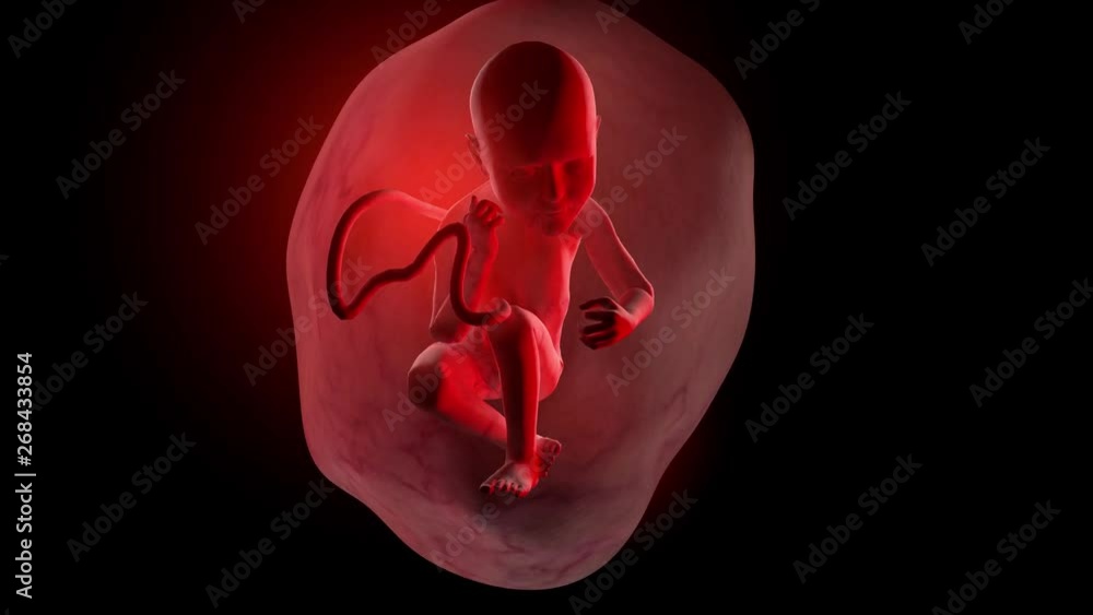 Movement of a Human Fetus putting its fingers in its mouth vídeo do