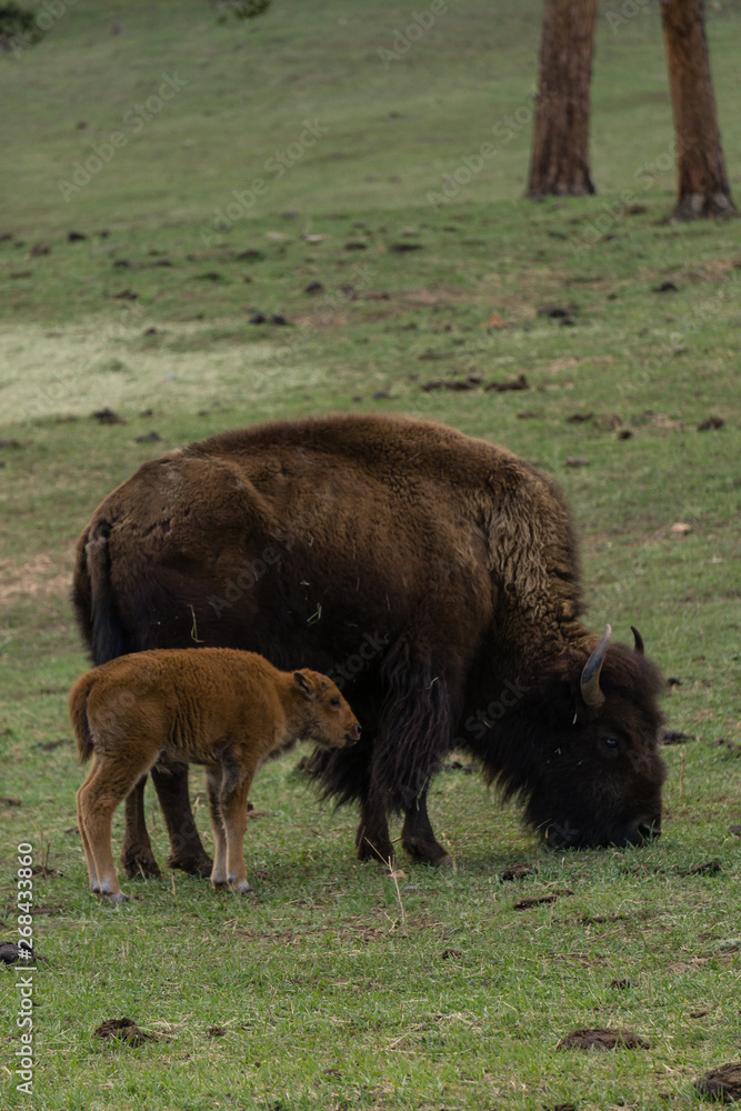 Mother Bison With Young Mother Bison With Young