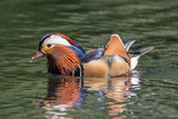 Mandarin duck (Aix galericulata) male.