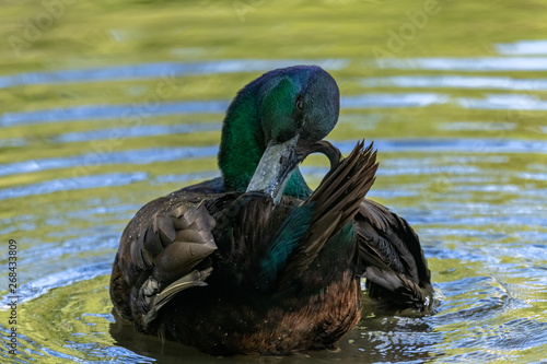 Cayuga Duck in the wild photo