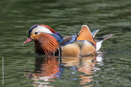 Mandarin duck (Aix galericulata) male.